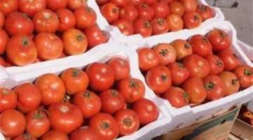 تحرك حكومي جديد لمواجهة أزمة ارتفاع أسعار الطماطم في الأسواق المحلية